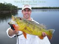 Peacock Bass Fishing in the Amazon