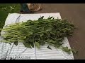 Harvesting Herbs: Comfrey Harvesting Herbs: Comfrey