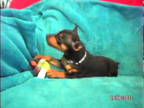 Molly - AKC