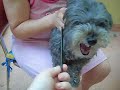 Un chien qui n\