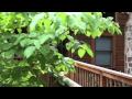 Pigeon Forge Cabins by Eagles Ridge Resort