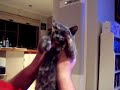 Cute Kitten stretching