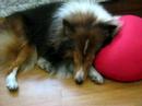 Very tired Onnie falls asleep...