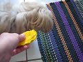 Cão chupando manga Cão chupando manga