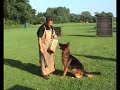 Sch�ferhunde Schutzdienst