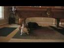 Cody Vs. Miniature Dog