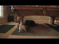 Cody Vs. Miniature Dog