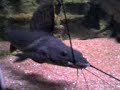 achara corbata