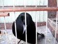 passaro preto