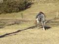 Debussey - Coming 3 yr old - super Dressage prospect