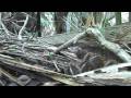 Tenrec family in Vall�e de Mai/ Praslin island (Seychelles)