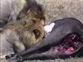 Lions Eat Their Kill, On Safari, Masai Mara, Kenya