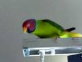 plum headed parakeet.. named peeps