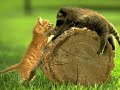 Devemos Amar os Animais Devemos Amar os Animais