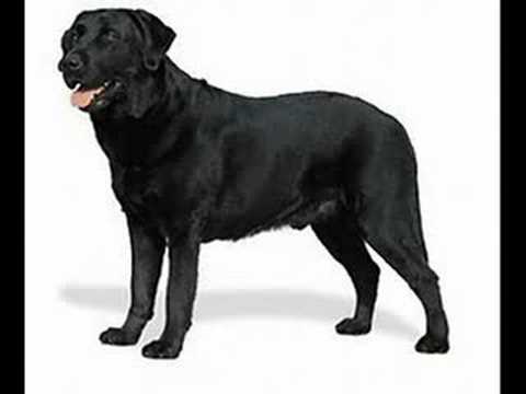 A Tribute to Labrador Retrievers