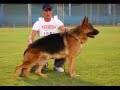 ERASMUS VAN NOORT - REPRODUCTORES TOP- ERASMUS VAN NOORT - REPRODUCTORES TOP-