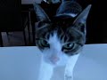 CASIO EX-F1 300fps - The Cat who....
