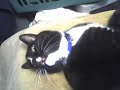 42 Meows 42 Meows