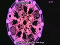 Tsubasa Tokyo Revelations opening song - Synchronicity