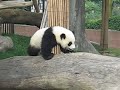 Giant Panda cub being chased by its keeper
