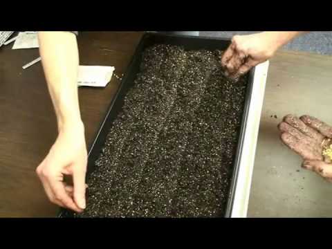 how to replant seedlings