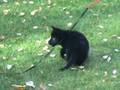 U Litter 6 1/2 Wks Working German Shepherd pups!