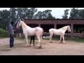 Our stud Yuvraaaj...67 cntct 9592410044
