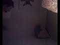 Fun with LED Throwies