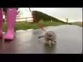Meercat