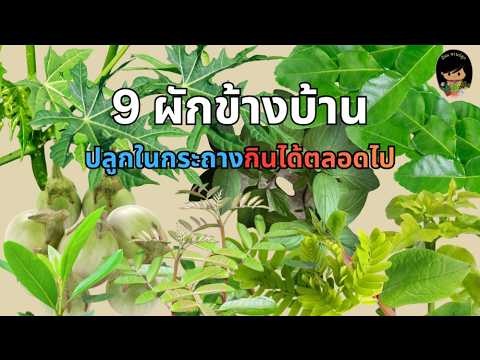 9 ผักข้างบ้าน ปลูกครั้งเดียว กินได้ตลอดไป EP2