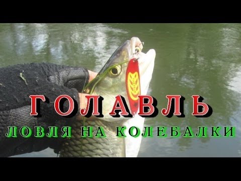 видео ловля голавля на микроколебалки видео видео ловля голавля на микроколебалки видео