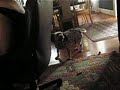 Pagnol dances before to go to the beach
