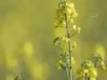About Biomass Fuels