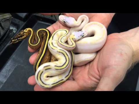 YouTube reptile video