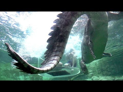 YouTube reptile video
