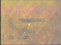 Loon Duck Newt and Seal in Nova Scotia
