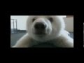 Twin polar bear cubs in DaLian China