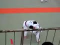 Judo Tournament at the Kodokan