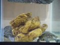 My Turtles' Pet Rock