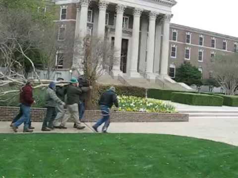 how to transplant a maple tree from the woods