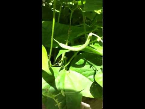 how to harvest bush beans