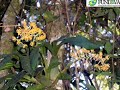 Projeto Orquideas da Serra - Orquideas Epífitas - Caçapava Projeto Orquideas da Serra - Orquideas Epífitas - Caçapava