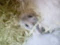 More Hamsters More Hamsters
