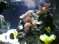 My 300 gallons reef tank (side view)