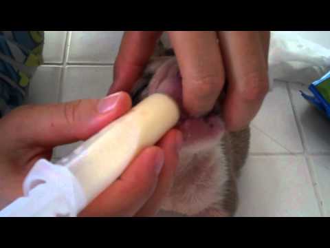 how to care english bulldog puppy