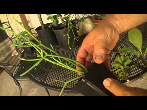 how to replant succulent