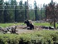 bear-fight-grizzly-discovery-center-yellowstone.html