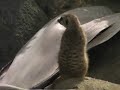 meerkats looking out for hawks