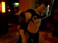 2 gryphon knock out - and dance