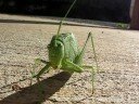 Katydid Katydid